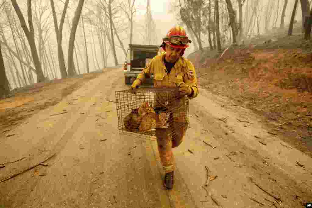 Капитан Стив Милосович несет кошек, сбежавших в лес во время пожаров