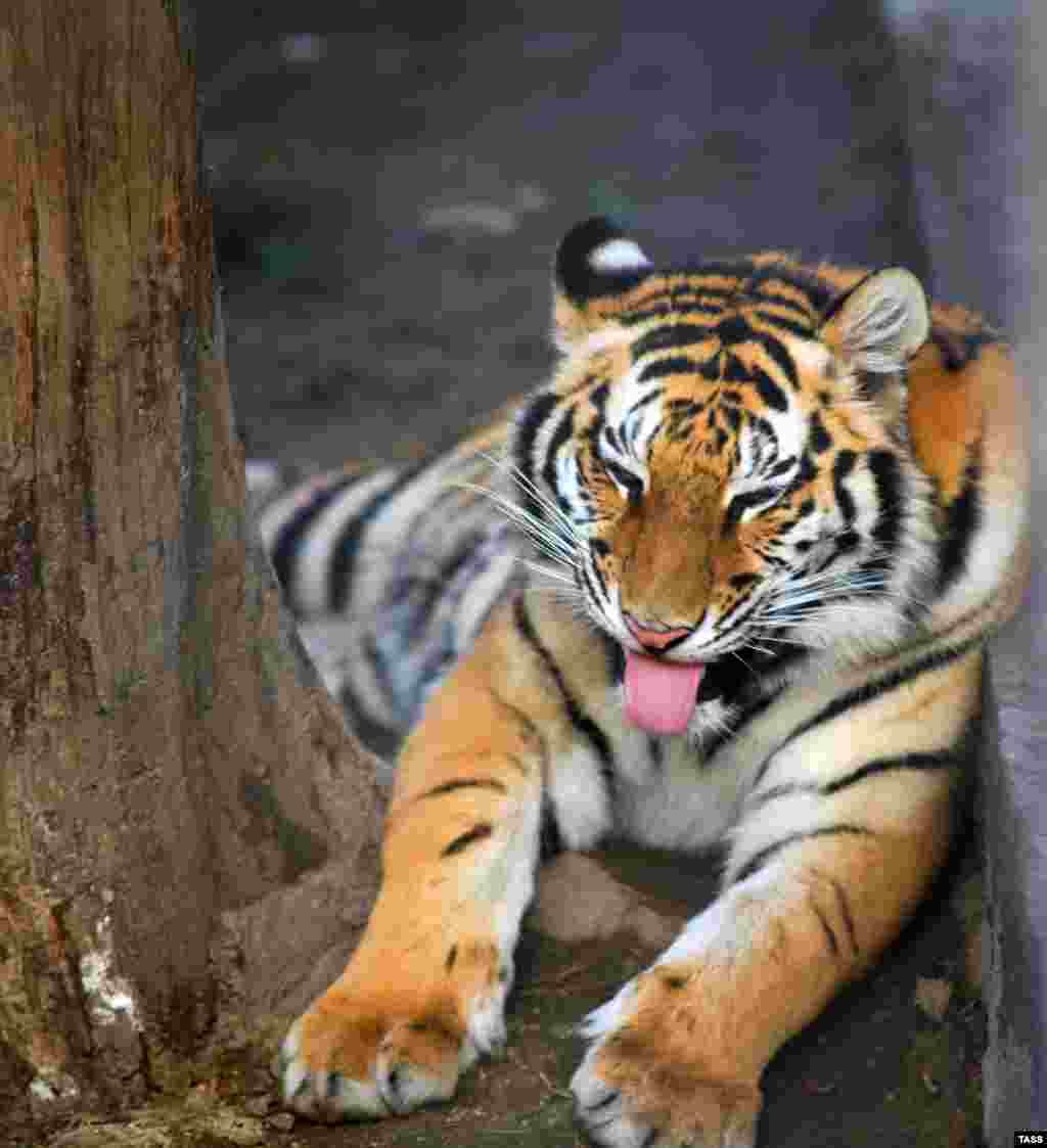 Существует международная программа по спасению тигров