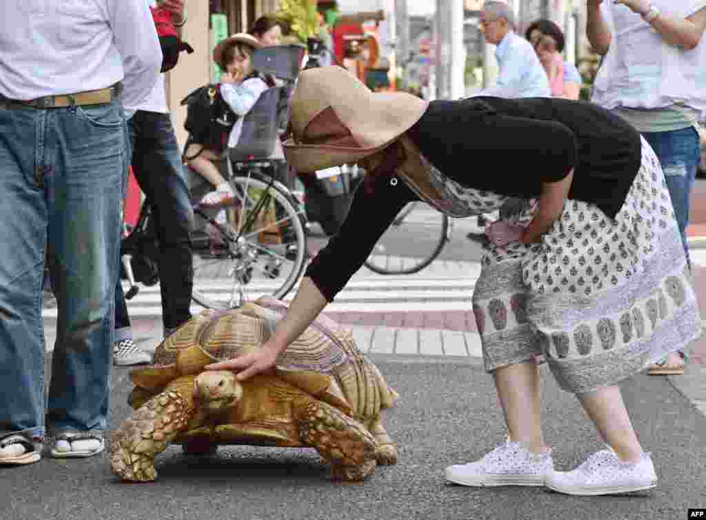 Бон-чан - очень дружелюбная черепаха. Он разрешает себя погладить&nbsp;