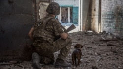 Украинский военный с собакой обследует промышленную зону Северодонецка 20 июня 2022 года