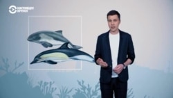 В Черном море массово гибнут дельфины. Вот две версии, почему это происходит