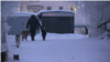 Бродячие собаки на улицах Якутска: репортаж из города, где после нападения стаи псов погибла женщина