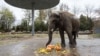 "Слон понимает, что что-то не то происходит": как Киевский зоопарк живет в условиях войны