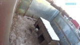 Десятки мертвых собак: зоозащитники обнаружили страшную картину в приюте для животных