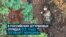 В российских штурмовых отрядах все чаще погибают женщины: кадры из-под Покровска