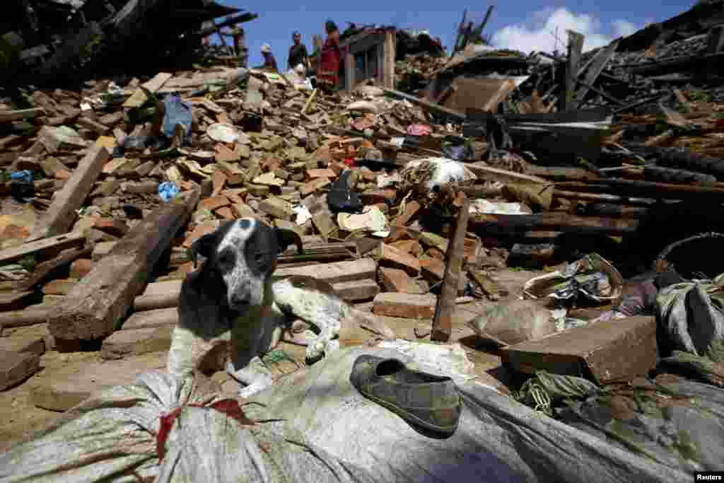Собака на руинах разрушенного землетрясением здания, Бактапур, Непал &nbsp;