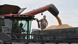 Украинские фермеры не могут продать собранное зерно из-за ударов по сухогрузам в Черном море. К чему это приведет для них и для мира?
