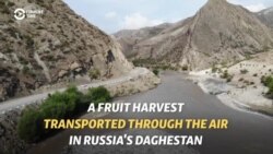 Flying Fruit: Homemade Cable Cars Help Bring In Harvest In Daghestan