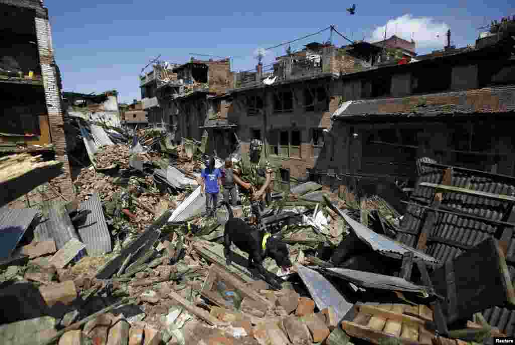 Непальская армия использует поисковых собак для поиска выживших на руинах землетрясения, Бактапур, Непал&nbsp;