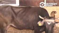 Болгарские власти помиловали корову, сбежавшую из ЕС