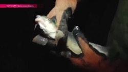 Как поймать рыбу голыми руками
