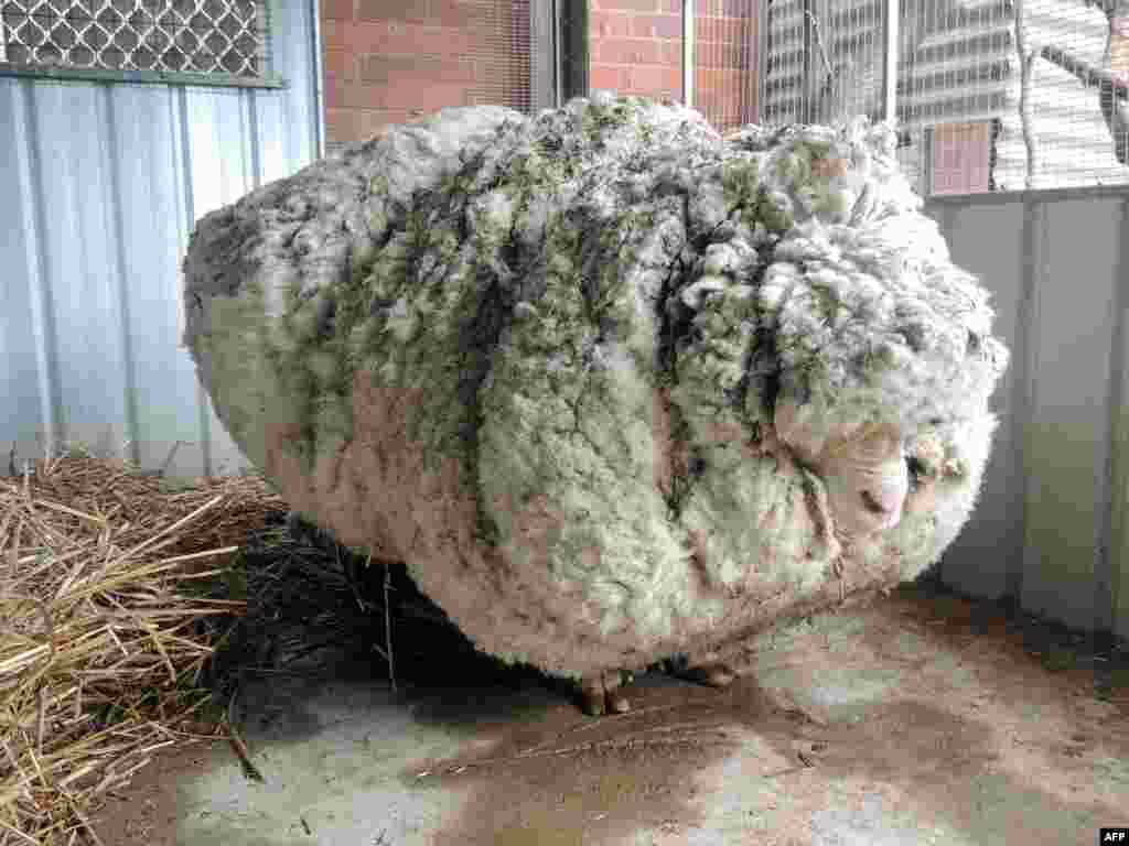 А эта овечка в сентябре стала рекордсменом книги рекордов Гиннеса. Некогда заблудившаяся овца принесла 40 кг шерсти, из которой можно связать 30 свитеров