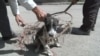 Бездомных собак в Душанбе расстреливают ночью 