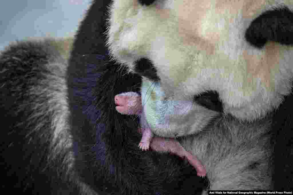 Второй приз в категории &quot;Природа&quot;. Панда с новороденным медвежонком. Фото &ndash; Эми Виталь