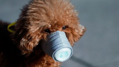 коронавирус у телят коронавирус у телят