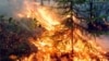 Greenpeace: госстатистика по лесным пожарам в России занижена в 57 раз