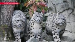 Азия: 10 дней на спасение внука Кабири и третий фигурант в деле Тена