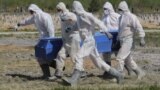 RUSSIA -- Grave diggers wearing personal protective equipment carry a coffin while burying a coronavirus disease victim in the special purpose section of a graveyard on the outskirts of St. Petersburg, May 25, 2020