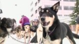 Айдитарод: на Аляске началась самая экстремальная гонка на собаках в мире