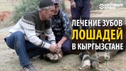 Как лечат зубы лошадям в Кыргызстане