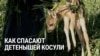 В Чехии волонтеры спасают детенышей животных во время покоса и уборки урожая. Вот как это происходит
