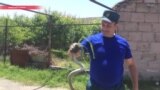 Армению атакуют ядовитые змеи: укушены уже почти полсотни человек