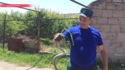 Армению атакуют ядовитые змеи: укушены уже почти полсотни человек