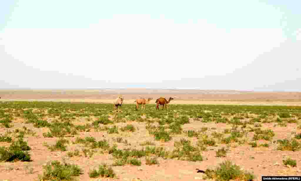 Живущие в Тамдынском районе Узбекистана казахи разводят в основном одногорбых верблюдов &mdash; дромедаров. Местные жители, считающие, что верблюжье молоко помогает при заболеваниях печени, часто приезжают за шубатом в села, где живут верблюдоводы.
