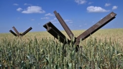 Противотанковые ежи в пшеничных полях в Николаевской области 11 июня 2022 года