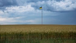 Флаг Украины в полях пшеницы под Киевом 29 июня 2022 года