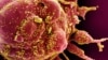Коллективного иммунитета не будет: главное о дельта-штамме коронавируса и его возможных преемниках