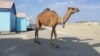 В Туркменистане ввели негласный запрет на потребление и продажу верблюжьего мяса