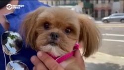 Грумер из Гарлема – самый знаменитый собачий парикмахер Нью-Йорка