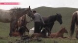 В Кыргызстане начался сезон кумыса. Как его пьют, и как им лечатся