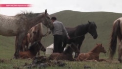 В Кыргызстане начался сезон кумыса. Как его пьют, и как им лечатся
