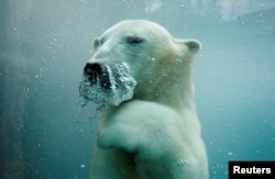 Белых медведей сложно посчитать. Они плавают, прячутся в берлогах и теряются в снегу. А из-за погоды не всегда есть возможность поднять дрон. Поэтому оценки популяции так разнятся. Сейчас принято считать, что в мире остались 20-25 тыс. белых медведей. Сен-Фелисьен, Канада, 2025