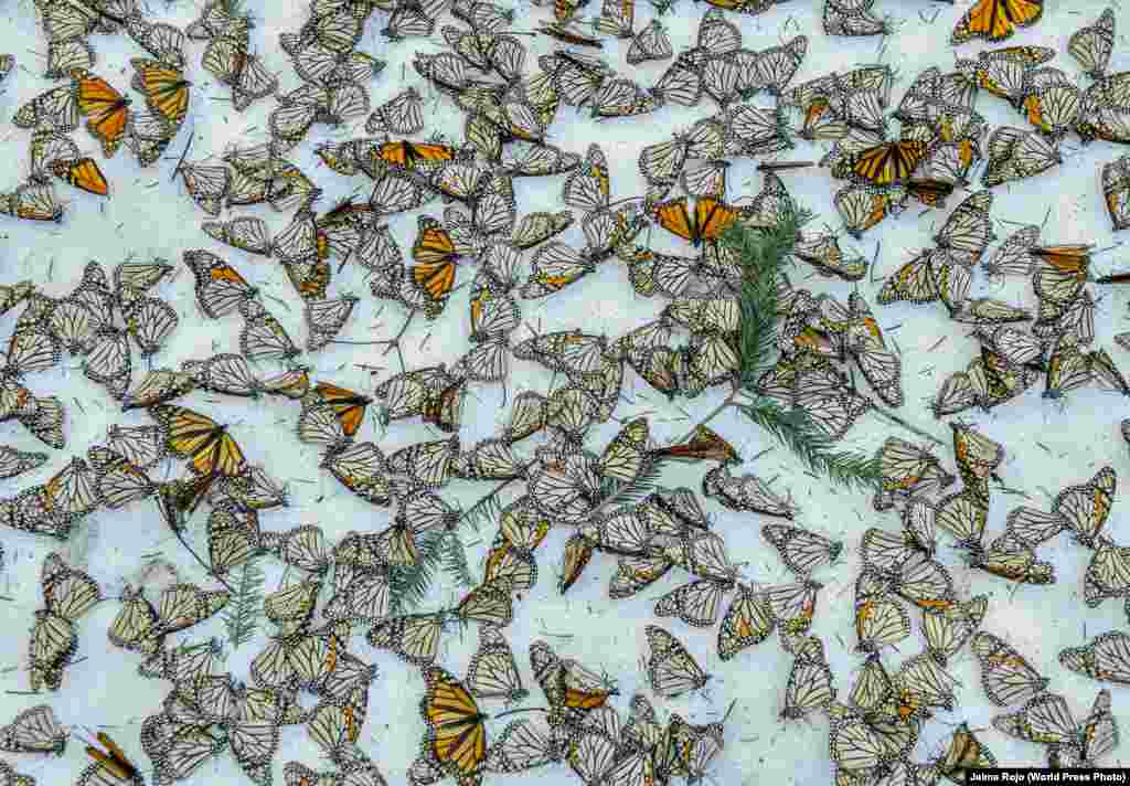 Третий приз в категории &quot;Природа&quot;. Бабочки на поле в Мексике. Фото &ndash; Хайме Рохо