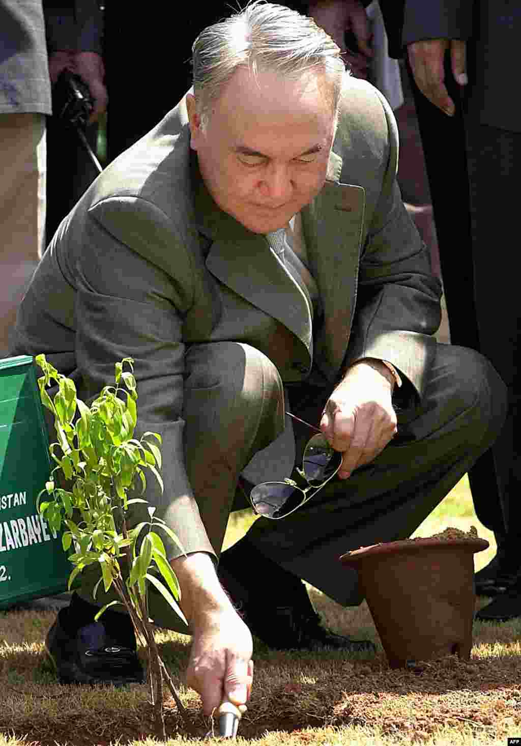 Во время поездки в Индию в 2009 году бессменный президент Казахстана Нурсултан Назарбаев в знак дружбы между странами высадил сандаловое дерево