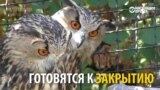 Почему чиновники хотят закрыть крымский сафари-парк "Тайган"