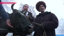 Как киргизская Зорька стала номером один в стране