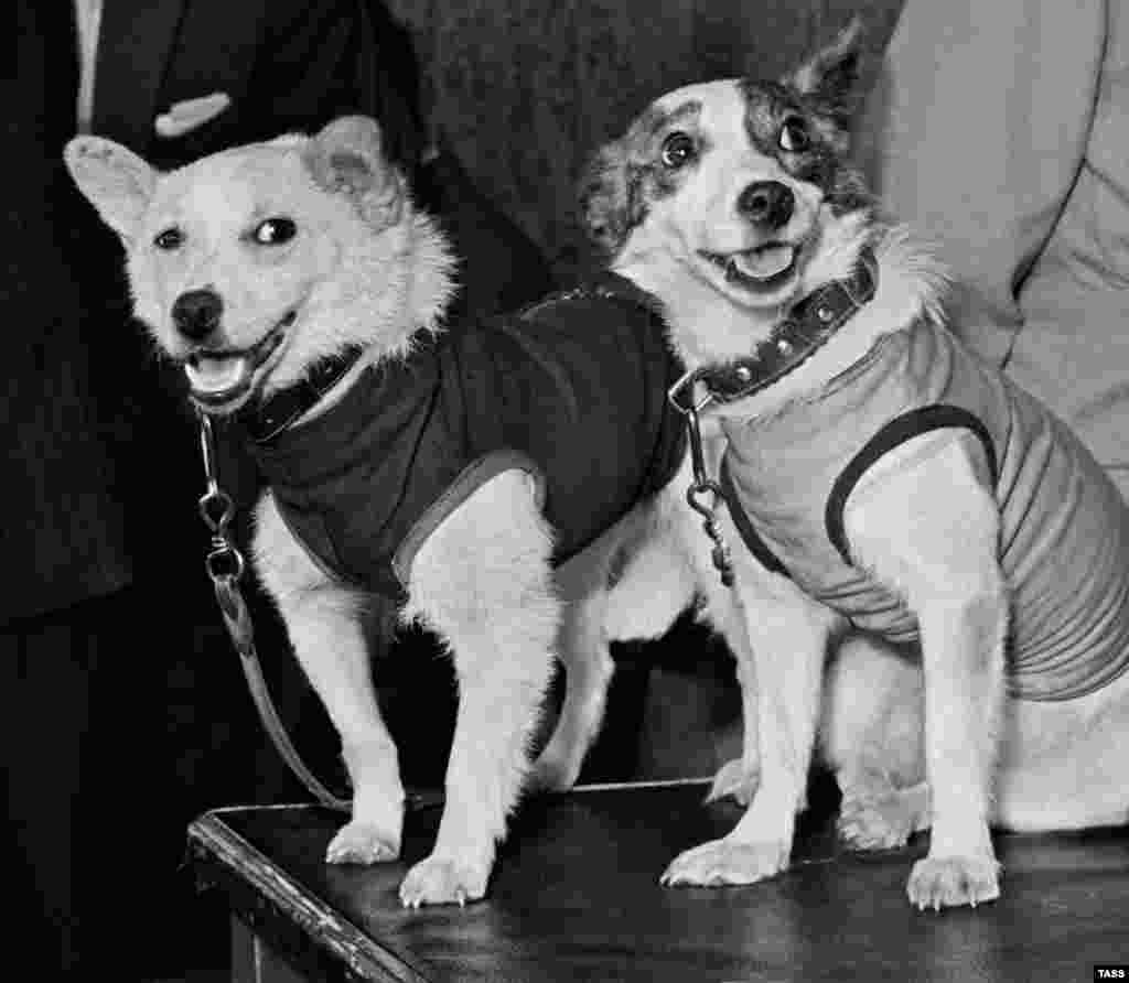 Во время подготовки к полету собак тренировали на центрифуге, чтобы те научились переносить высокие перегрузки, не пугаться громких звуков и подолгу находиться в замкнутом пространстве