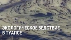 Разлив нефти в Туапсе: власти заявляют о ликвидации аварии, волонтеры круглосуточно собирают мазут и спасают животных