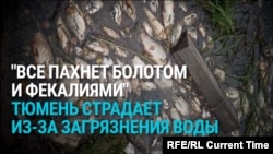 "Вода из крана нереально воняет!" В Тюмени в реку попали стоки канализации, но власти уверяют, что опасности нет