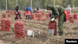 Рабочие из Узбекистана на сборе урожая картофеля в России. Красноярская область, 7 сентября 2015 года.