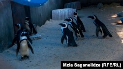 Пингвины не сильно пострадали от наводнения в зоопарке, июнь 2015 года 