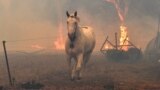 Австралия горит: погибли уже 25 человек и тысячи животных