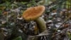 Минприроды РФ установило, каких размеров грибы можно собирать в лесу. Позднее ведомство это опровергло 