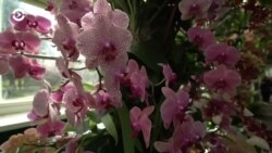 Нью-Йорк, New York: шоу орхидей и маленькая карандашная лавка