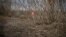 Ukraine -- Position of the Ukrainian military on the slagheap near the mine of Zolote-4, 13Dec2017