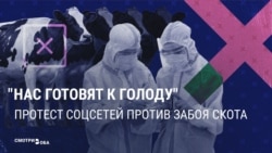 Пропаганда в России недовольна протестами из-за забоя скота: "Если бы Телеграм был заблокирован, никто бы ничего и не знал!" 
